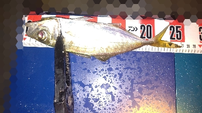 メバリング&アジング